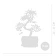 BLOOMIQUE - Bonsaï Zelkova - Forme en S - Bonsaï - Plantes d'intérieur - 15 cm de large - H. 20-30 cm - vignette