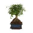 BLOOMIQUE - Bonsaï Zelkova - Forme Sphère - Bonsaï - Plantes d'intérieur - 15 cm de large - H. 20-30 cm - vignette