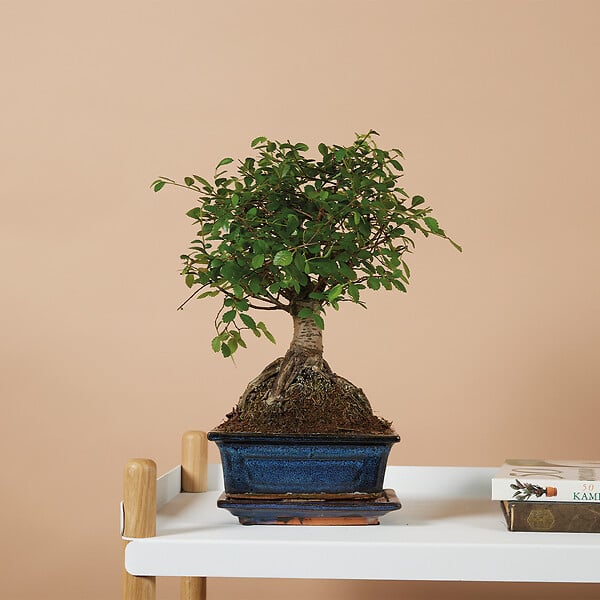 BLOOMIQUE - Bonsaï Zelkova - Forme Sphère - Bonsaï - Plantes d'intérieur - 15 cm de large - H. 20-30 cm - large