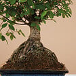 BLOOMIQUE - Bonsaï Zelkova - Forme Sphère - Bonsaï - Plantes d'intérieur - 15 cm de large - H. 20-30 cm - vignette