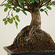 BLOOMIQUE - Bonsaï Zelkova - Forme Sphère - Bonsaï - Plantes d'intérieur - 15 cm de large - H. 20-30 cm - vignette