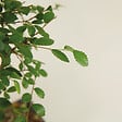 BLOOMIQUE - Bonsaï Zelkova - Forme Sphère - Bonsaï - Plantes d'intérieur - 15 cm de large - H. 20-30 cm - vignette