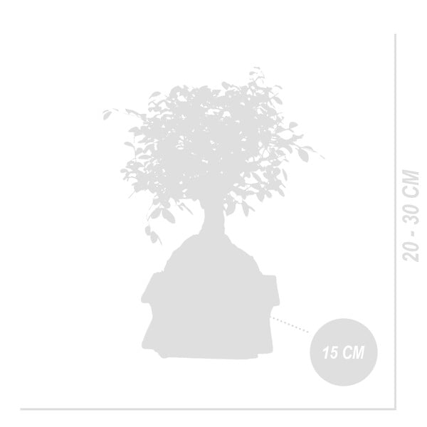 BLOOMIQUE - Bonsaï Zelkova - Forme Sphère - Bonsaï - Plantes d'intérieur - 15 cm de large - H. 20-30 cm - large