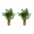 BLOOMIQUE - Lot de 2 - Chamaedorea Elegans - Palmier nain du Mexique - H. 80-100 cm - P. 20 cm - vignette