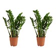 BLOOMIQUE - Lot de 2 - Zamioculcas Zamiifolia - Palmier d'intérieur - Zamioculcas - H. 80-90 cm - P. 21 cm - vignette