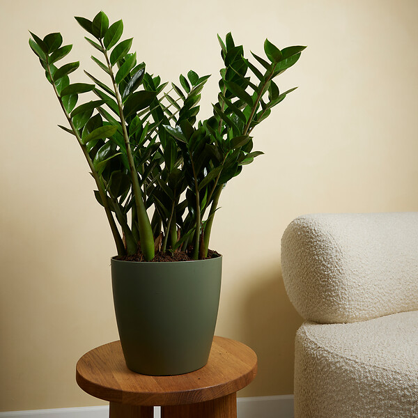 BLOOMIQUE - Lot de 2 - Zamioculcas Zamiifolia - Palmier d'intérieur - Zamioculcas - H. 80-90 cm - P. 21 cm - large