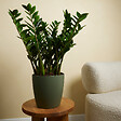 BLOOMIQUE - Lot de 2 - Zamioculcas Zamiifolia - Palmier d'intérieur - Zamioculcas - H. 80-90 cm - P. 21 cm - vignette