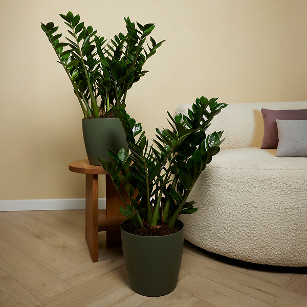 BLOOMIQUE - Lot de 2 - Zamioculcas Zamiifolia - Palmier d'intérieur - Zamioculcas - H. 80-90 cm - P. 21 cm - large