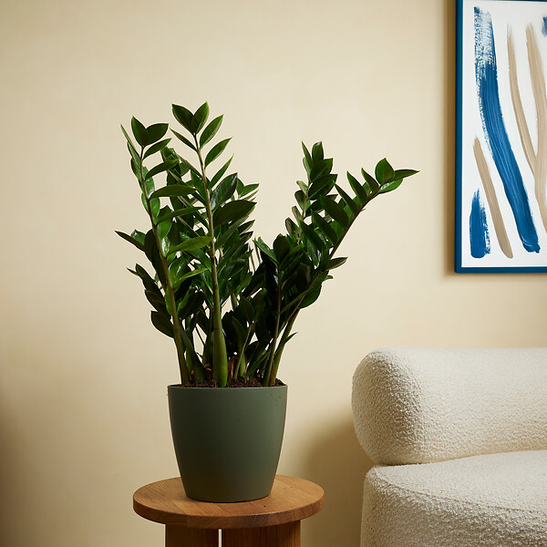 BLOOMIQUE - Lot de 2 - Zamioculcas Zamiifolia - Palmier d'intérieur - Zamioculcas - H. 80-90 cm - P. 21 cm - large
