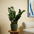 BLOOMIQUE - Lot de 2 - Zamioculcas Zamiifolia - Palmier d'intérieur - Zamioculcas - H. 80-90 cm - P. 21 cm - vignette