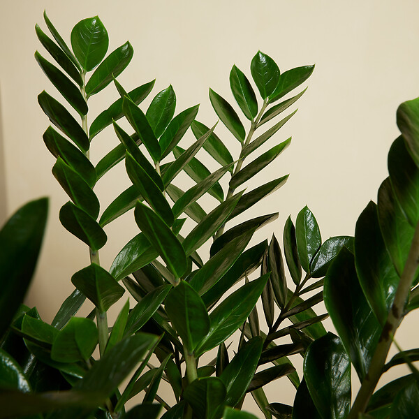 BLOOMIQUE - Lot de 2 - Zamioculcas Zamiifolia - Palmier d'intérieur - Zamioculcas - H. 80-90 cm - P. 21 cm - large