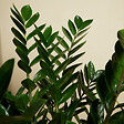 BLOOMIQUE - Lot de 2 - Zamioculcas Zamiifolia - Palmier d'intérieur - Zamioculcas - H. 80-90 cm - P. 21 cm - vignette