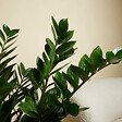 BLOOMIQUE - Lot de 2 - Zamioculcas Zamiifolia - Palmier d'intérieur - Zamioculcas - H. 80-90 cm - P. 21 cm - vignette