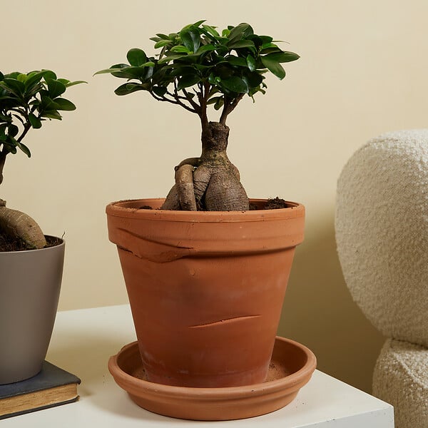 BLOOMIQUE - Lot de 2 - Ficus Ginseng - Bonsaï - Plantes d'intérieur - Purifiant l'air - H. 30-40 cm - P. 17cm - large