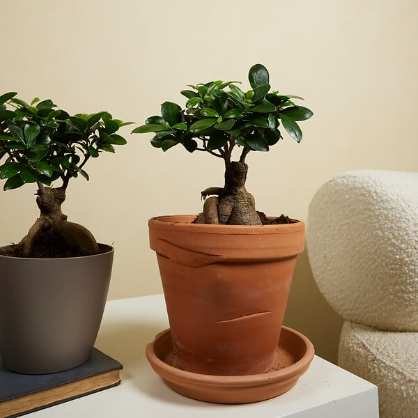 BLOOMIQUE - Lot de 2 - Ficus Ginseng - Bonsaï - Plantes d'intérieur - Purifiant l'air - H. 30-40 cm - P. 17cm - large