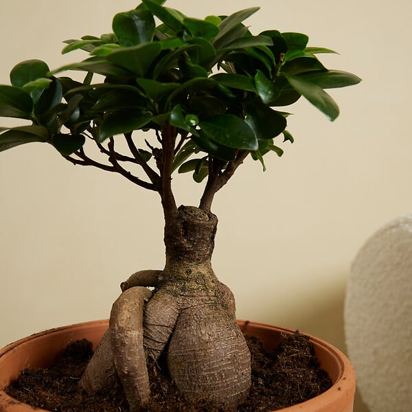 BLOOMIQUE - Lot de 2 - Ficus Ginseng - Bonsaï - Plantes d'intérieur - Purifiant l'air - H. 30-40 cm - P. 17cm - large