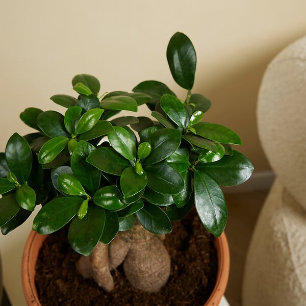 BLOOMIQUE - Lot de 2 - Ficus Ginseng - Bonsaï - Plantes d'intérieur - Purifiant l'air - H. 30-40 cm - P. 17cm - large