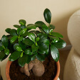 BLOOMIQUE - Lot de 2 - Ficus Ginseng - Bonsaï - Plantes d'intérieur - Purifiant l'air - H. 30-40 cm - P. 17cm - vignette