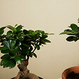 BLOOMIQUE - Lot de 2 - Ficus Ginseng - Bonsaï - Plantes d'intérieur - Purifiant l'air - H. 30-40 cm - P. 17cm - vignette