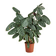 BLOOMIQUE - Calathea Compactstar - Plante paon - Plantes d'intérieur - Purifiant l'air - H. 60-70 cm - P. 17 cm - vignette