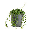 BLOOMIQUE - Senecio Rowleyanus - Plante de pois - Plante suspendue - H. 10-15 cm - P. 12 cm - vignette