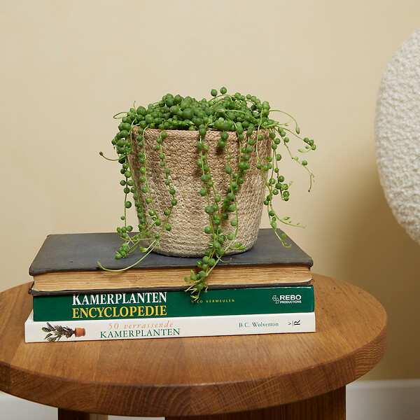 BLOOMIQUE - Senecio Rowleyanus - Plante de pois - Plante suspendue - H. 10-15 cm - P. 12 cm - large