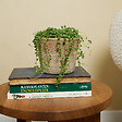 BLOOMIQUE - Senecio Rowleyanus - Plante de pois - Plante suspendue - H. 10-15 cm - P. 12 cm - vignette