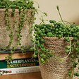 BLOOMIQUE - Senecio Rowleyanus - Plante de pois - Plante suspendue - H. 10-15 cm - P. 12 cm - vignette