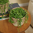 BLOOMIQUE - Senecio Rowleyanus - Plante de pois - Plante suspendue - H. 10-15 cm - P. 12 cm - vignette
