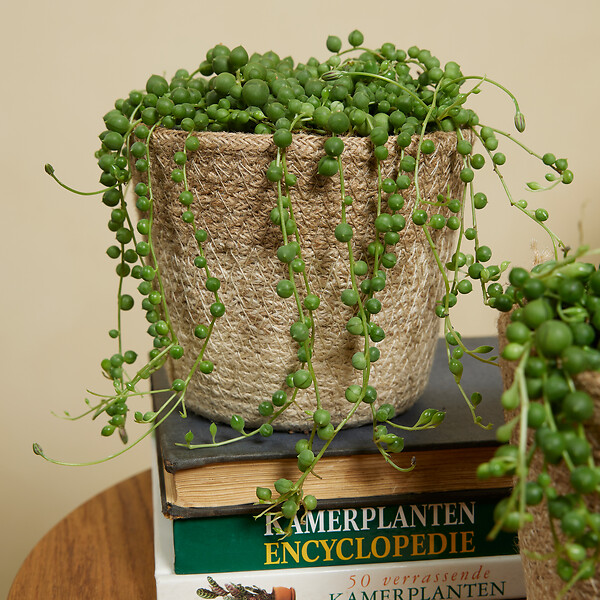 BLOOMIQUE - Senecio Rowleyanus - Plante de pois - Plante suspendue - H. 10-15 cm - P. 12 cm - large