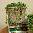 BLOOMIQUE - Senecio Rowleyanus - Plante de pois - Plante suspendue - H. 10-15 cm - P. 12 cm - vignette