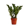 BLOOMIQUE - Zamioculcas Zamiifolia - Palmier d'intérieur - Zamioculcas - H. 30-40 cm - P. 12 cm - vignette