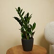 BLOOMIQUE - Zamioculcas Zamiifolia - Palmier d'intérieur - Zamioculcas - H. 30-40 cm - P. 12 cm - vignette