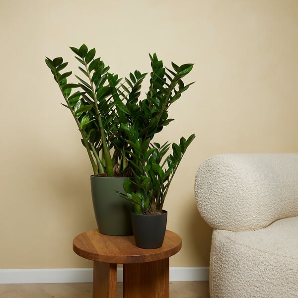 BLOOMIQUE - Zamioculcas Zamiifolia - Palmier d'intérieur - Zamioculcas - H. 30-40 cm - P. 12 cm - large