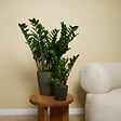 BLOOMIQUE - Zamioculcas Zamiifolia - Palmier d'intérieur - Zamioculcas - H. 30-40 cm - P. 12 cm - vignette