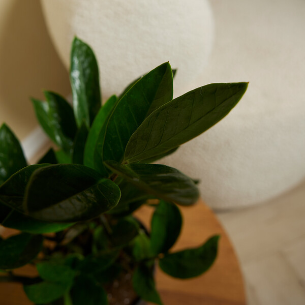 BLOOMIQUE - Zamioculcas Zamiifolia - Palmier d'intérieur - Zamioculcas - H. 30-40 cm - P. 12 cm - large