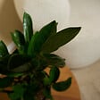 BLOOMIQUE - Zamioculcas Zamiifolia - Palmier d'intérieur - Zamioculcas - H. 30-40 cm - P. 12 cm - vignette