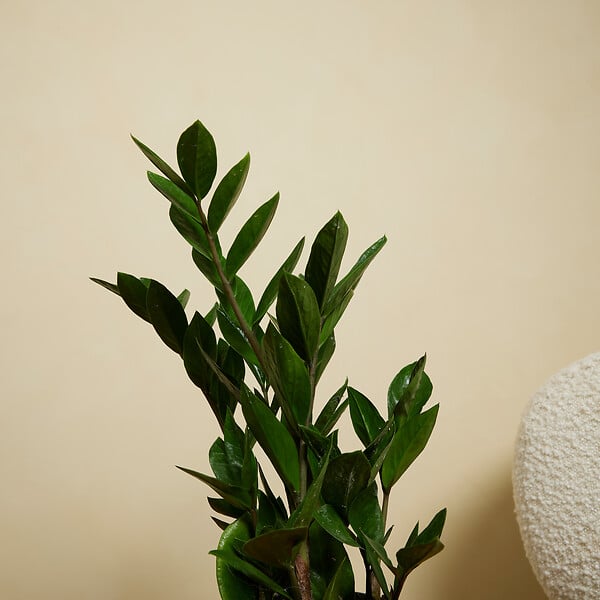 BLOOMIQUE - Zamioculcas Zamiifolia - Palmier d'intérieur - Zamioculcas - H. 30-40 cm - P. 12 cm - large