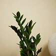 BLOOMIQUE - Zamioculcas Zamiifolia - Palmier d'intérieur - Zamioculcas - H. 30-40 cm - P. 12 cm - vignette