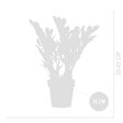 BLOOMIQUE - Zamioculcas Zamiifolia - Palmier d'intérieur - Zamioculcas - H. 30-40 cm - P. 12 cm - vignette