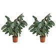 BLOOMIQUE - Lot de 2 - Calathea Compactstar - Plante paon - Plantes d'intérieur - H. 60-70 cm - P. 17 cm - vignette