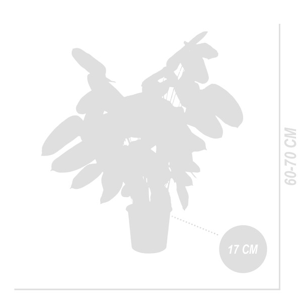 BLOOMIQUE - Lot de 2 - Calathea Compactstar - Plante paon - Plantes d'intérieur - H. 60-70 cm - P. 17 cm - large