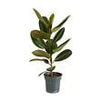 BLOOMIQUE - Ficus elastica ‘Robusta’ - Plante caoutchouc - Purificateur d’air - 50-60 cm - Pot 17 cm - vignette