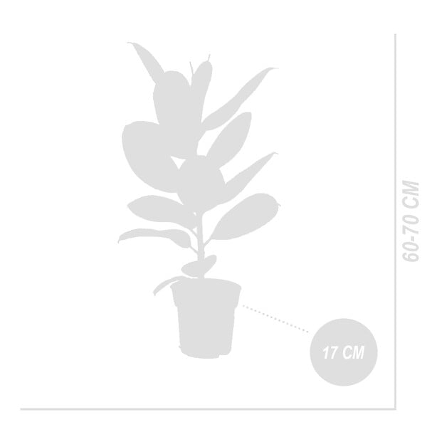 BLOOMIQUE - Ficus elastica ‘Robusta’ - Plante caoutchouc - Purificateur d’air - 50-60 cm - Pot 17 cm - large