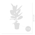 BLOOMIQUE - Ficus elastica ‘Robusta’ - Plante caoutchouc - Purificateur d’air - 50-60 cm - Pot 17 cm - vignette