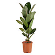 BLOOMIQUE - Ficus Elastica Robusta - Hévéa - Plante à caoutchouc - 80-100 cm de haut - Pot 21 cm - vignette