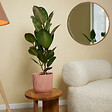BLOOMIQUE - Ficus Elastica Robusta - Hévéa - Plante à caoutchouc - 80-100 cm de haut - Pot 21 cm - vignette