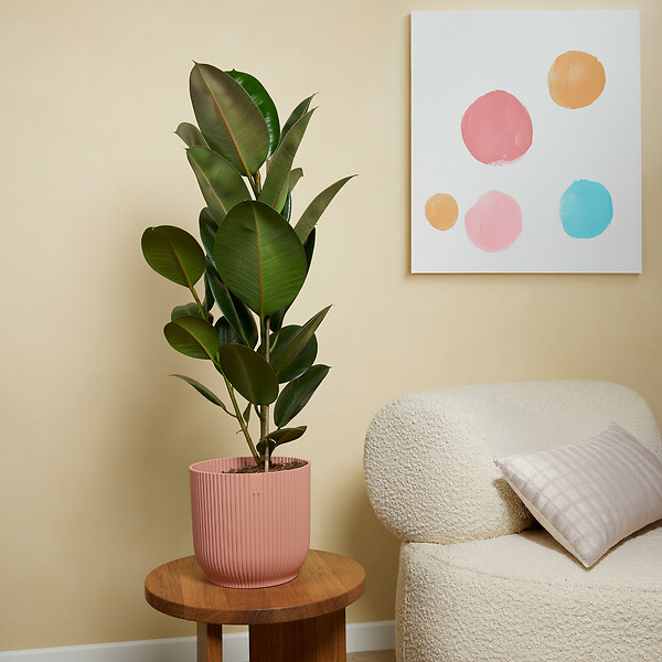 BLOOMIQUE - Ficus Elastica Robusta - Hévéa - Plante à caoutchouc - 80-100 cm de haut - Pot 21 cm - large