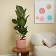 BLOOMIQUE - Ficus Elastica Robusta - Hévéa - Plante à caoutchouc - 80-100 cm de haut - Pot 21 cm - vignette