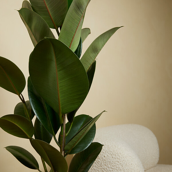 BLOOMIQUE - Ficus Elastica Robusta - Hévéa - Plante à caoutchouc - 80-100 cm de haut - Pot 21 cm - large